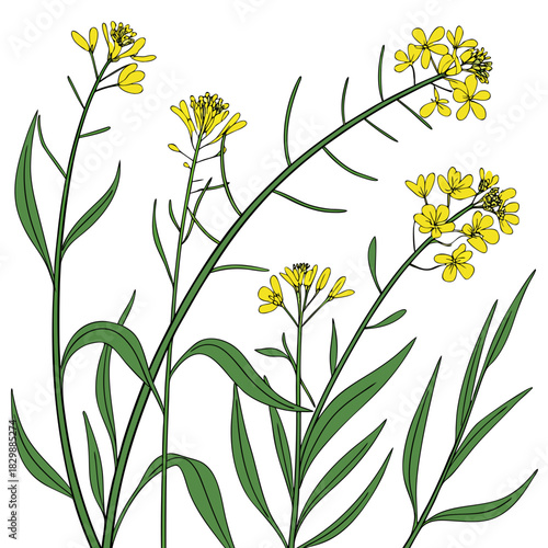 Illustration of bright yellow mustard flowers blooming on green stems with long leaves against a white background