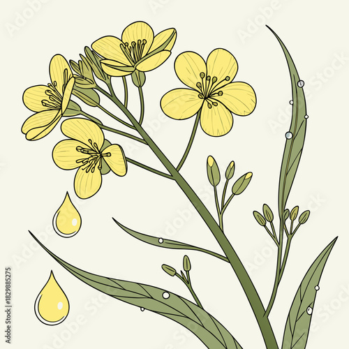 Illustration of a flowering rapeseed plant with yellow petals and green leaves showing oil droplets and water beads