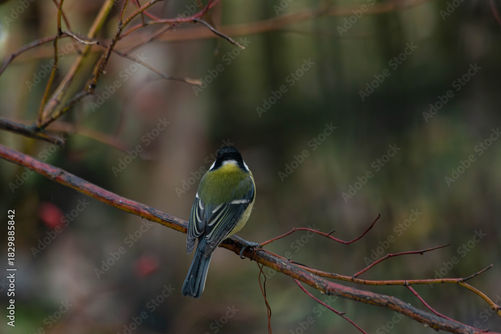 Naklejka premium tranquil woodland avian scene, serene moment capturing bird resting on twig in muted natural hues