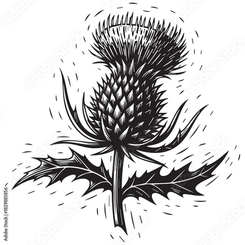 Black and White Thistle Flower Graphic plant nature