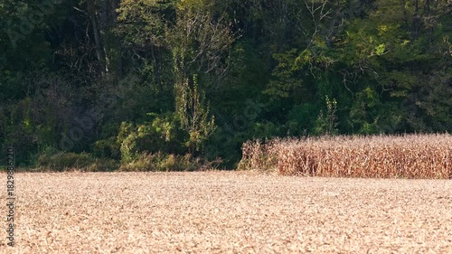 Corn ready to be harvested during autumn