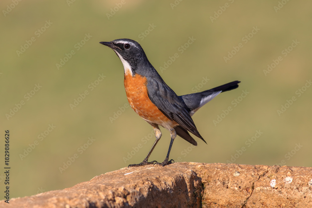 Fototapeta premium Stonechat Perched on Rock – Wildlife Bird Photography