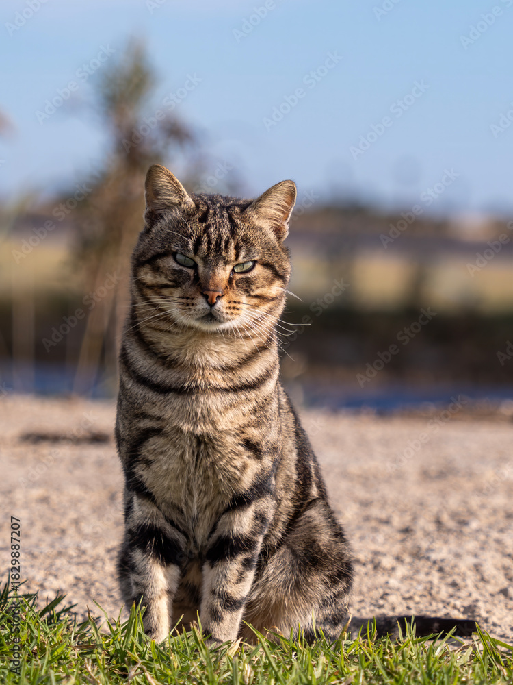 Naklejka premium feral cats posing fferal cats posing for the cameraor the camera