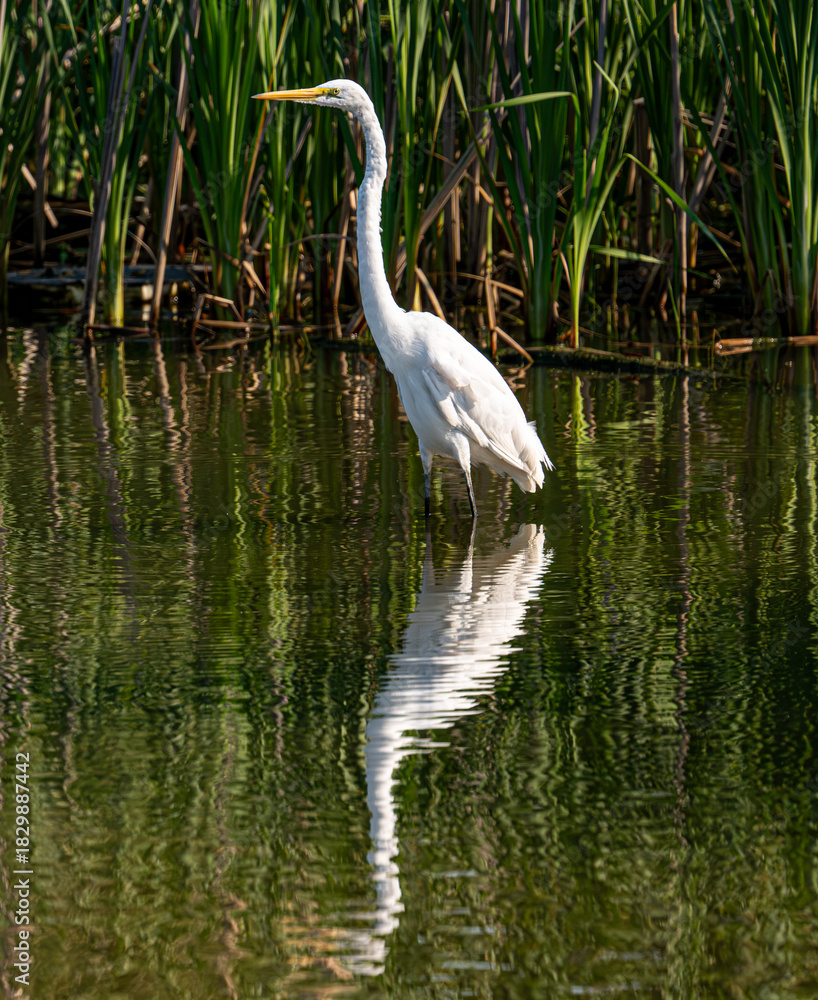 Naklejka premium great blue heron
