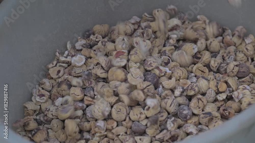 Battitura delle castagne