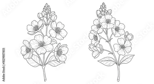 Detailed botanical line art illustrations of flowering branches with buds and leaves, rendered in a vintage engraving style for decorative design.