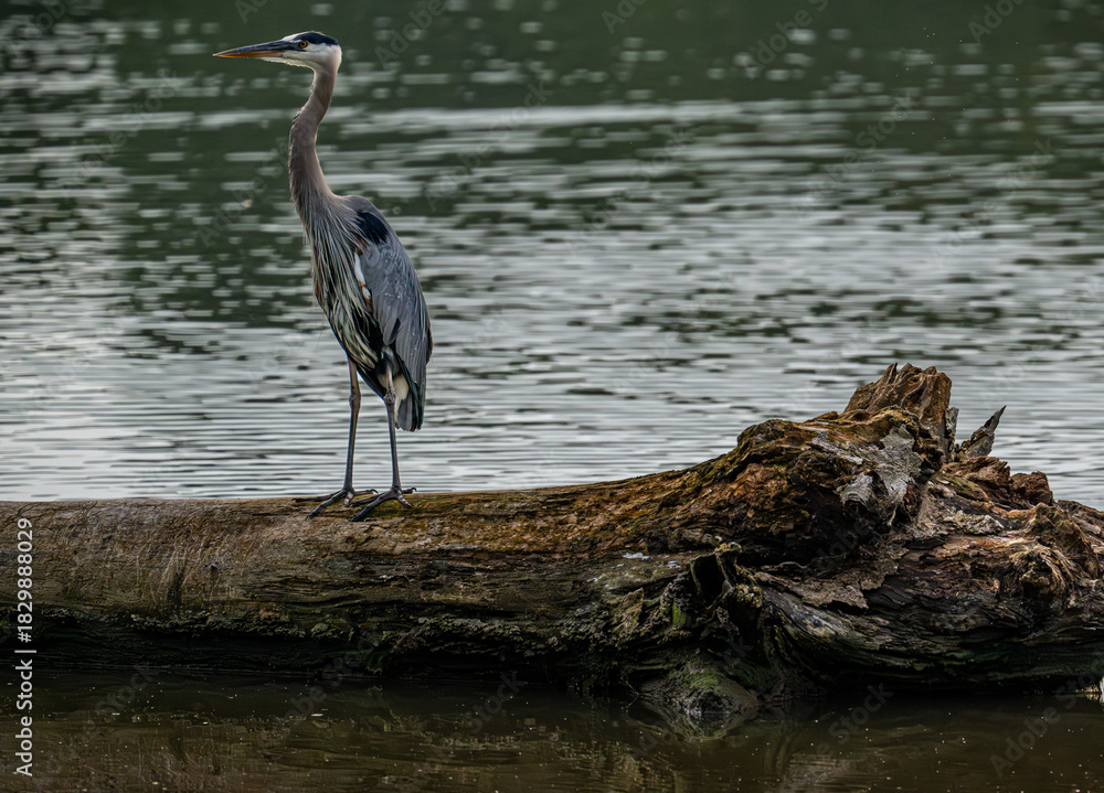 Fototapeta premium great blue heron