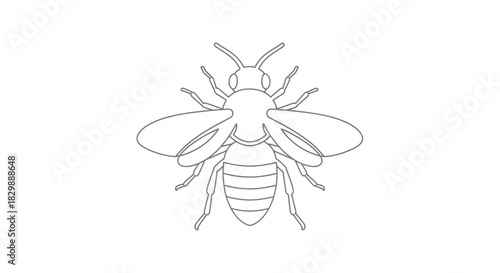 Minimalist Line Drawing of a Bee with Detailed Wings and Body Characteristics
