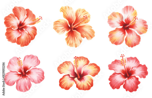 Soft pink hibiscus blossoms painted in gentle watercolor for tropical botanical themes.