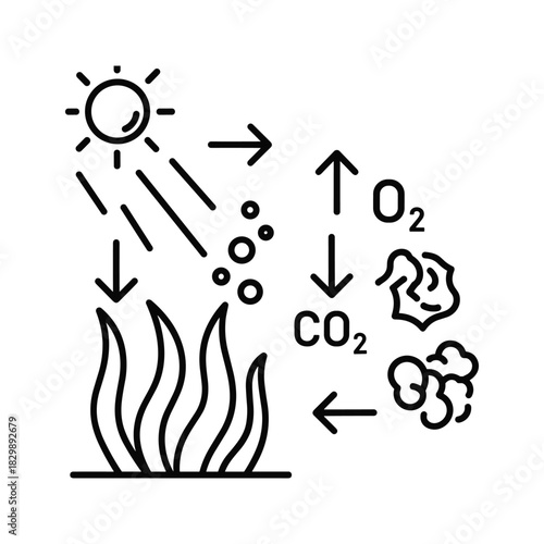 Photosynthesis Cycle Illustration: Sun, Plants, CO2 Uptake, O2 Release
