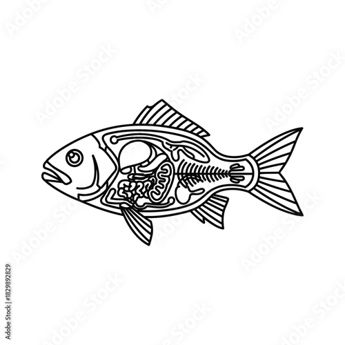 Fish Anatomy Diagram Outline Illustration