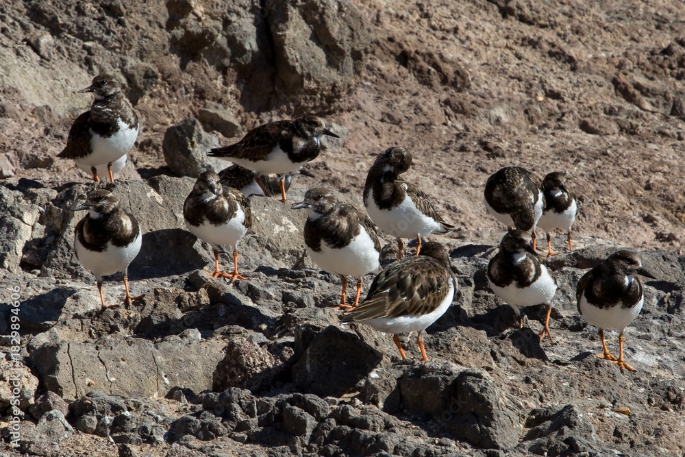 Fototapeta premium Ruddy Turnstone (Arenaria interpres) in winter-plumage, at Fuerteventura, Canary Islands, Spain.