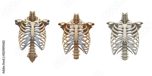 Three detailed anatomical human rib cage skeletons displayed side by side against a stark black background for medical illustration
