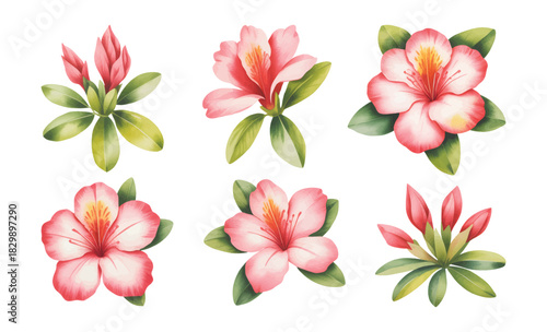 Elegant pink azalea florals with natural petal. Soft pink azalea blooms in gentle watercolor.