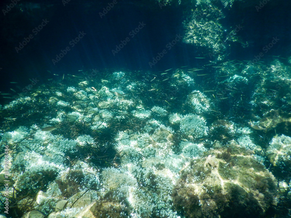 Fototapeta premium mediterranean underwater sea life