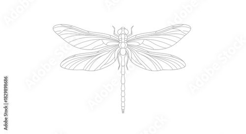 Intricate Line Art Illustration of a Dragonfly with Detailed Wing Veins and Elongated Body