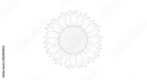 Intricate line art illustration of a sunflower with detailed petal and seed pattern showcasing