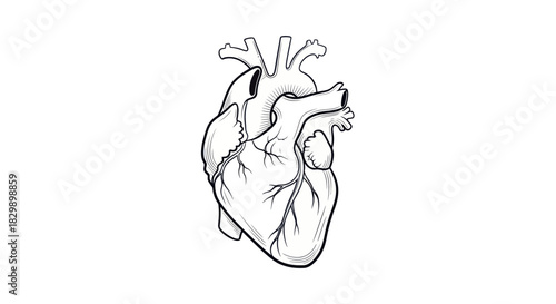 Illustration of a human heart emphasizing anatomical structure and detailed depiction