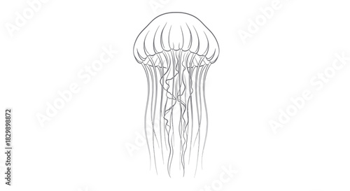 Minimalist line art of a jellyfish emphasizing elegance and fluidity in shape