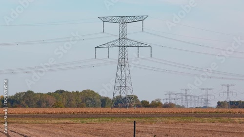 Tall and heavy electric pole and cables above corn during end of summer days