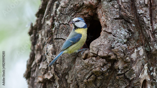 blue tit on a branch