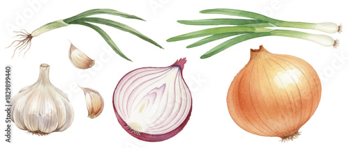 Fresh alliums ollection, including whole and halved red onion, brown onion, bulbs of garlic with cloves, and green scallions. Isolated food ingredients set. Onion and garlic vector illustration.