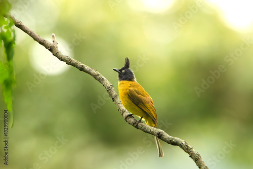 Black headed bulbul