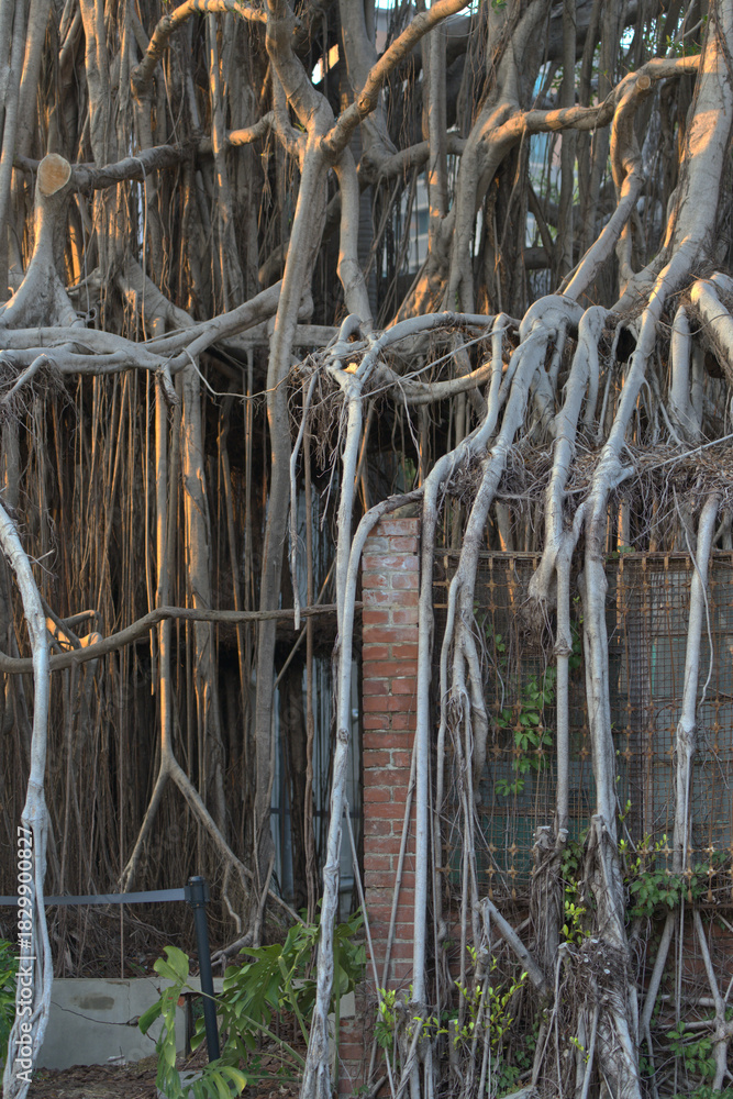 Fototapeta premium Tree roots growing on top of an old japanese building at Taichung, Taiwan