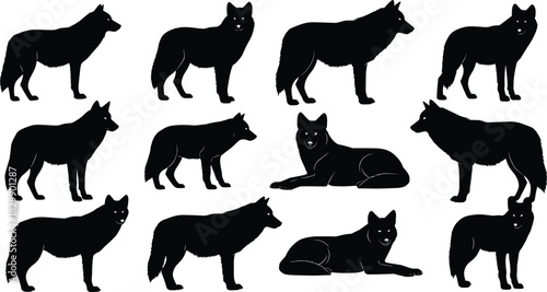 Set of twelve black wolf vector silhouettes showing various standing, walking and lying down poses isolated on white background
