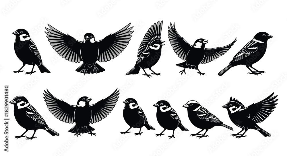 Obraz premium Set of Black and White Sparrow Bird Illustrations, Vector Cutout Collection of Flying and Perched Small Birds, Wildlife and Nature Graphic