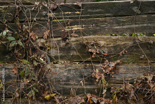 Old wooden planks covered with dry vines and autumn leaves. Natural rustic texture with weathered wood, tangled branches, and muted earthy tones.