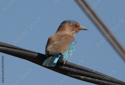indochinese roller( black billed roller) standing on twig tree