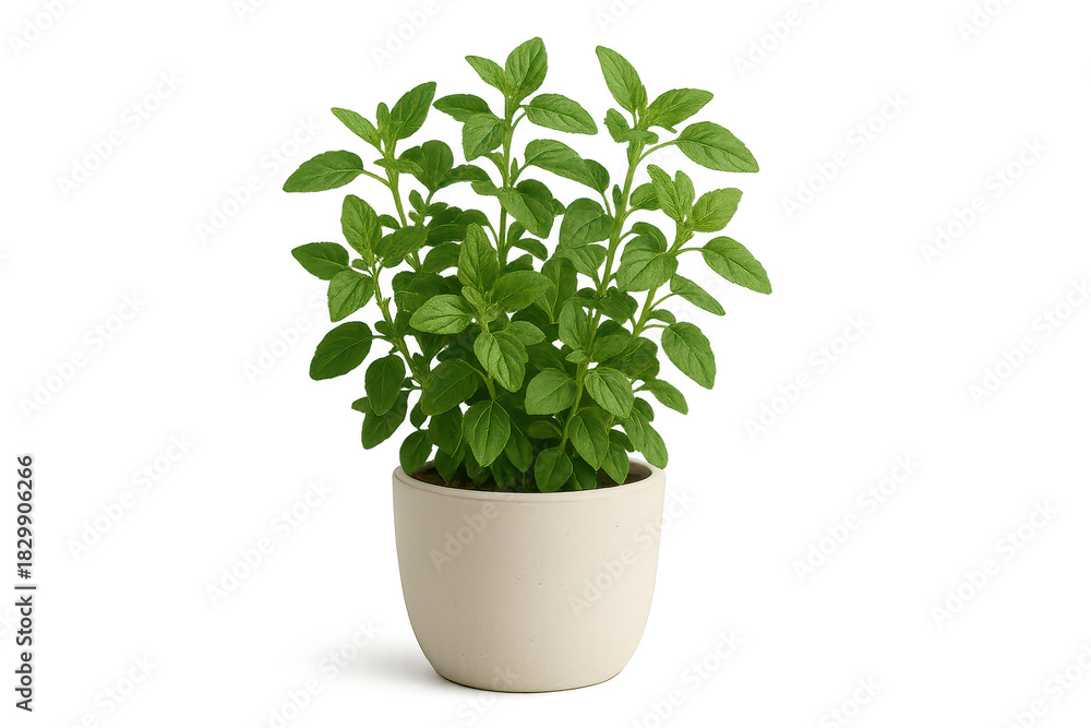 Fototapeta premium Fresh green herb plant in white pot, isolated on transparent background