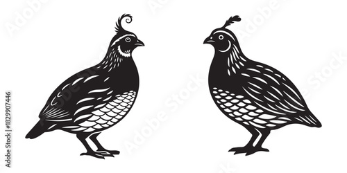 Two birds in a cage, Vintage woodcut pheasant family farm poultry sketch