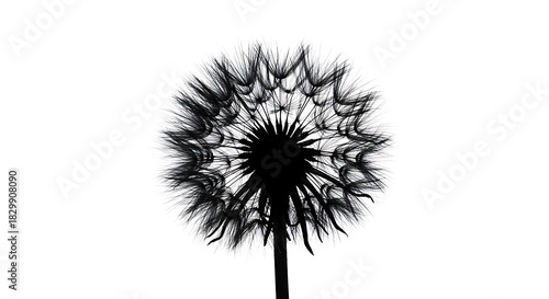 Wallpaper Mural Striking Black and White Silhouette of a Dandelion Seed Head on a Pure White Background. Torontodigital.ca