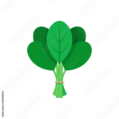 A bunch of green spinach tied together with a string on transparent background