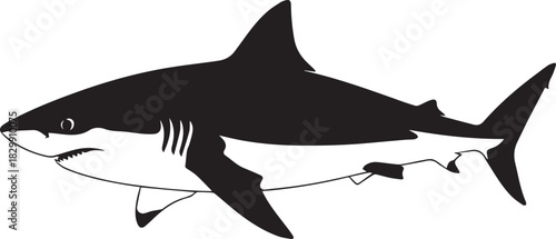 Silhouette of a great white shark with a dotted outline
