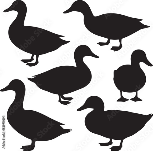 Black silhouette of ducks on white background