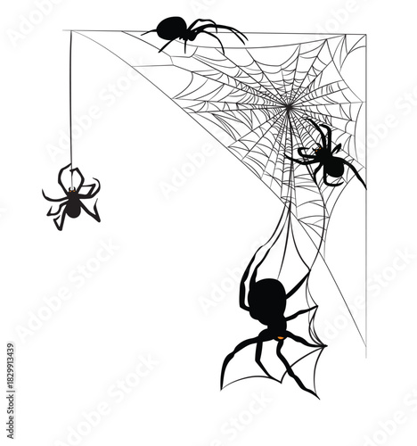 spider and web