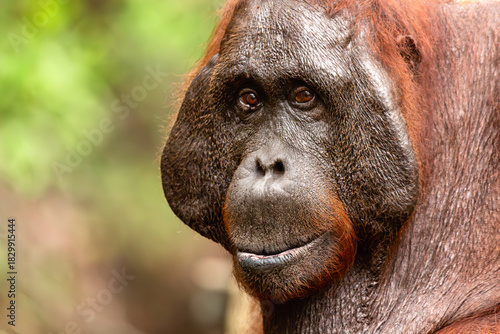 Huge male Orange Borneon orangutan Pongo pygmaeus portrait. Tanjung Puting National park, Indonesia