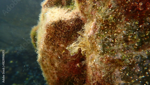 Brown algae forkweed or doubling weed (Dictyota dichotoma) undersea, Ligurian Sea, Italy, Imperia