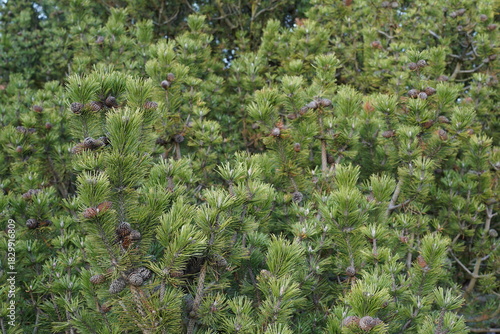 Nahaufnahme einer Bergkiefer (Pinus mugo)