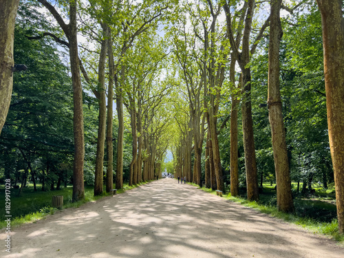 Фотография Majestic Tree Lined Path Leading to Chenonceaux Castle in the Loire Valley, Fran
