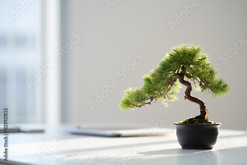 Bonsai Tree on Table Desk plant on bright table minimalist design home office equipment flat lay zen garden decoration miniature gardening
