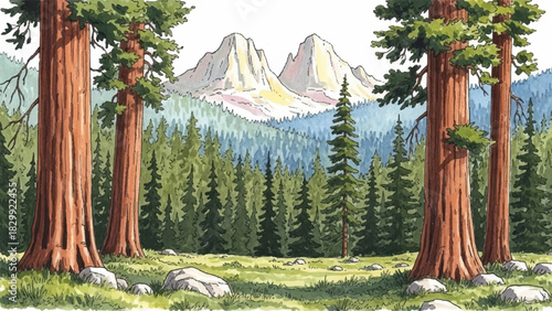 Majestic redwood trees in a serene mountain landscape, a beautiful hand-drawn watercolor illustration