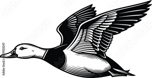 Vintage Engraved Flying Duck Vector Illustration Waterfowl