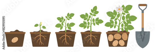 Potato plant growth cycle with shovel