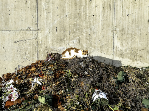 Stray cats in the street