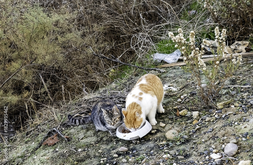 Stray cats in the street
