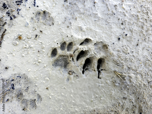 Cat paw prints in the mud